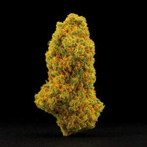 ZOIKS 26/1 TG und - Tangrini